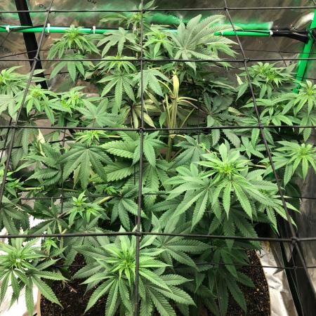 Mexican Sativa Kannabaia Indoor Summer