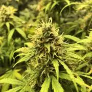 Neville's Haze Auto Spliff Seeds Indoor