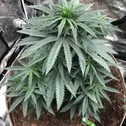Critical Purple Kush Seedsman Indoor