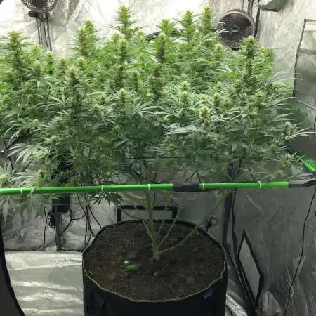 Euphoria Divine Seeds Indoor Fall