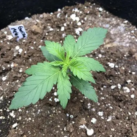 Gorilla Melon Fast Buds Indoor Fall