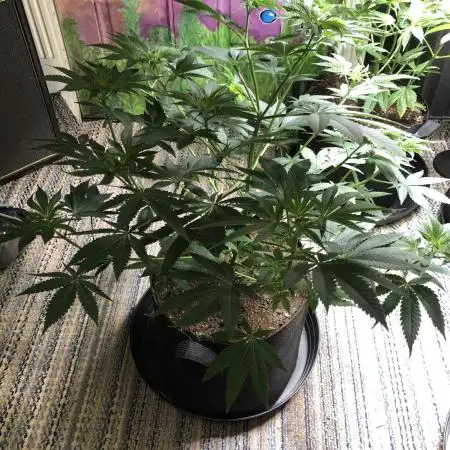 Purple Punch 00 Indoor Scrog Fall