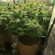 Colombian Jack Kannabia Indoor Spring 26