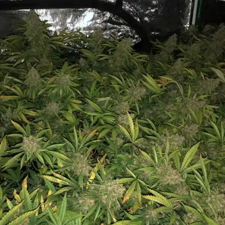 Pyramid Tutankhamun Indoor 4x4 Summer