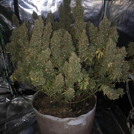 Neville's Haze Indoor Greenhouse Seed Co