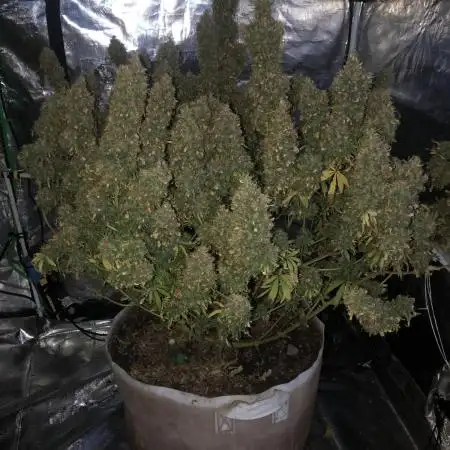 Neville's Haze Indoor Greenhouse Seed Co
