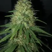 Euphoria Divine Seeds Indoor Fall