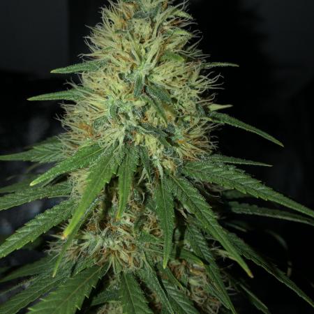 Euphoria Divine Seeds Indoor Fall