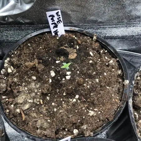 WSE Purple Haze Indoor 4x4 Summer