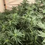 00 Blue Dream Fast Indoor Summer