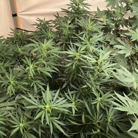 00 Blue Dream Fast Indoor Summer