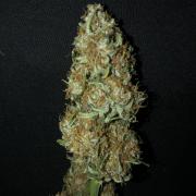 Gorilla Auto Fast Buds Indoor Spring 26