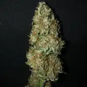 Gorilla Auto Fast Buds Indoor Spring 26