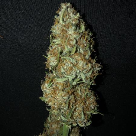 Gorilla Auto Fast Buds Indoor Spring 26