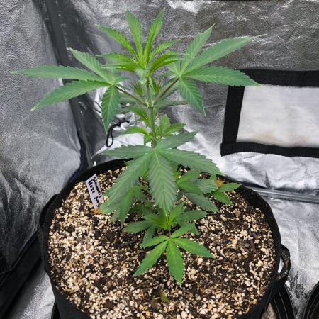 Strawberry Haze Auto Indoor Late Summer