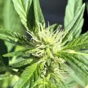OG Kush Auto Outdoor Spring 26"