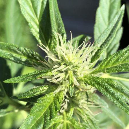 OG Kush Auto Outdoor Spring 26"