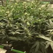 Mexican Sativa Kannabaia Indoor Summer