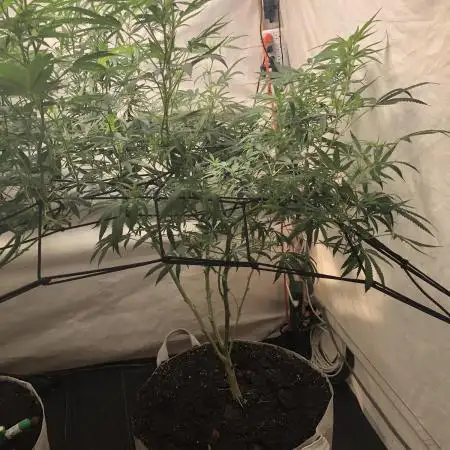 00 Gorilla Fast Indoor Summer
