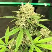 Acapulco Gold (auto) SeedSupreme Indoor