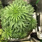 Colombian Jack Kannabia Indoor Spring 26