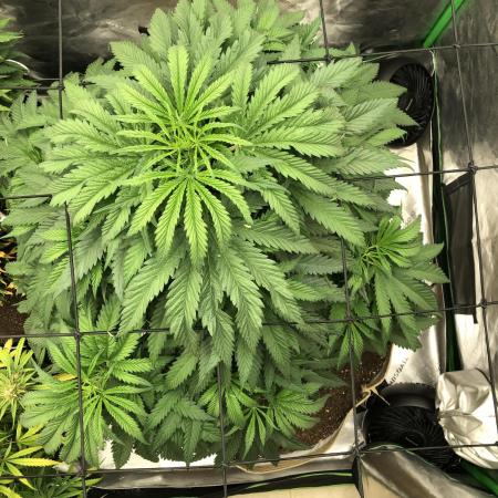 Colombian Jack Kannabia Indoor Spring 26