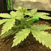 Purple Mimosa XL Auto Indoor Spring 26