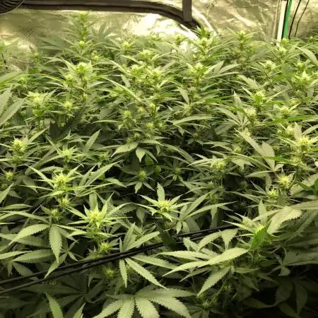 Pyramid Tutankhamun Indoor 4x4 Summer