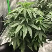 Colombian Jack Kannabia Indoor Spring 26