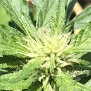 Maui Wowie Auto Outdoor Spring 26'