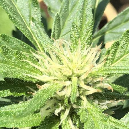 Maui Wowie Auto Outdoor Spring 26'
