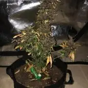 LSD-25 Auto Fast Buds Indoor Spring 26