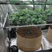Lemonchello Haze Seedsman Indoor Summer