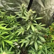Purple Dream Auto Indoor Late Summer