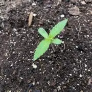 Pine Auto Outdoor Spring 26'