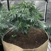 White Domina Kannabia Indoor Spring 26