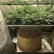 Lemonchello Haze Seedsman Indoor Summer