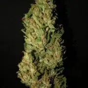 Maui Wowie Auto Outdoor Spring 26'