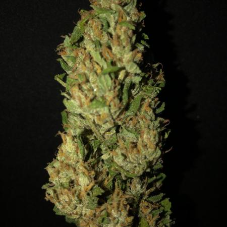 Maui Wowie Auto Outdoor Spring 26'