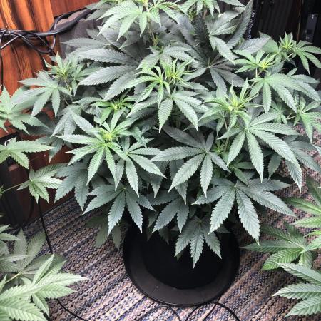 Gorilla Melon Fast Buds Indoor Fall