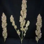 Colombian Jack Kannabia Indoor Spring 26