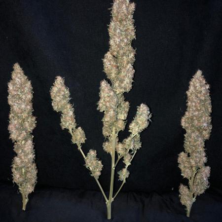 Colombian Jack Kannabia Indoor Spring 26