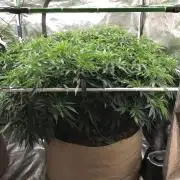 White Domina Kannabia Indoor Spring 26