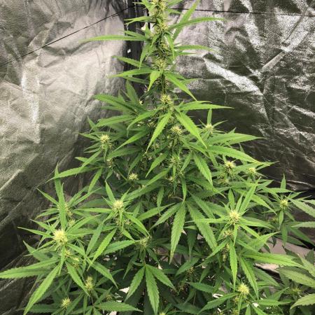 Strawberry Haze Auto Indoor Late Summer