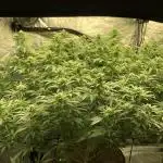 Gorilla Melon Fast Buds Indoor Fall