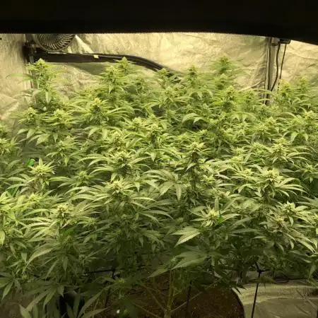 Gorilla Melon Fast Buds Indoor Fall