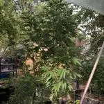 Fast Buds Rainbow Melon First Outdoor