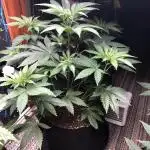 Gorilla Melon Fast Buds Indoor Fall
