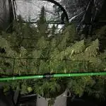 WSE Purple Haze Indoor 4x4 Summer