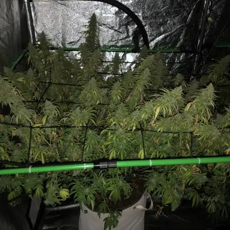 WSE Purple Haze Indoor 4x4 Summer